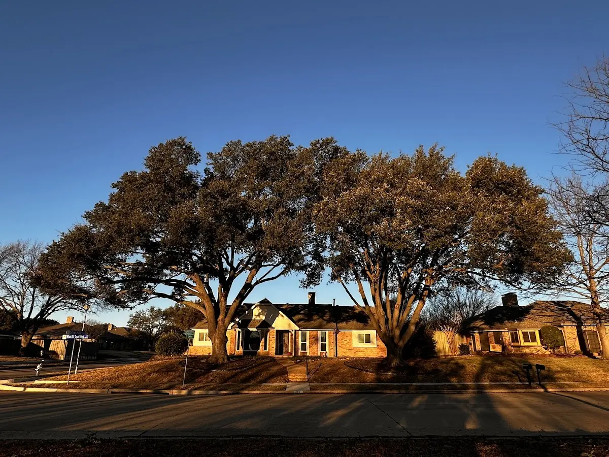 Established residential canopy tree shading a home in Munfordville